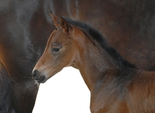 Researching ways to improve foal vaccinations
