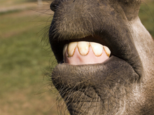 Horse teeth.