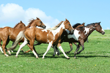 More stem cell research to benefit horses