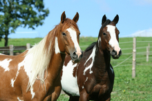 Rescued horses enjoying a better life