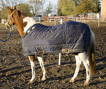 Horse in winter blanket