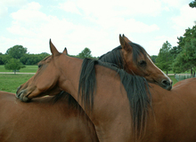 Horses engaging in mutual grooming