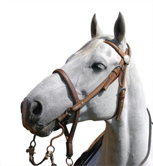 Improving horse respiratory efficiency