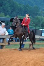 Horse with high-stepping show-ring gait