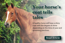 EquiMed - Everything related to horse health
