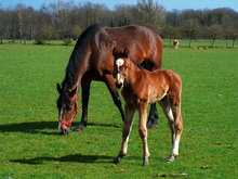 Concerns for a strong British horse industry