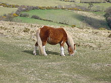 Pony in the hills of Dartmoor