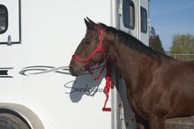 Sundowner - Industry leader in horse trailers