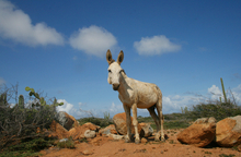 Danger for desert burros