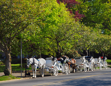 Questioning horse drawn carriages on city streets