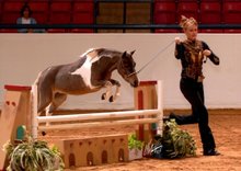 Miniature horse 'Bliss' competing in 2012