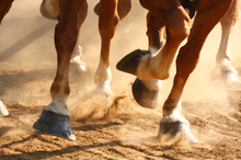 Increasing enforcement and penalties for horse soring