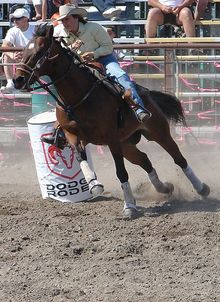 Quarter horse barrel racing