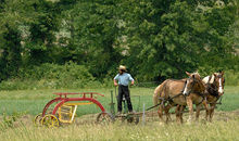 Amish farmer raking hay with horses
