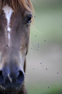 Horse with annoying face flies