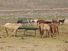 Wild horses at BLM feeding station