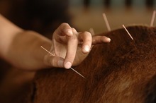 Horse acupuncture gaining in popularity