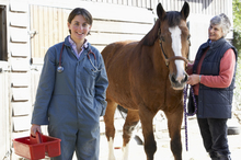 Treating respiratory problems in horses