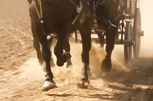 Danger to horses in chuckwagon races