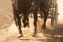 Healing damage to horse's legs