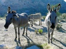 Wild burros in desert setting