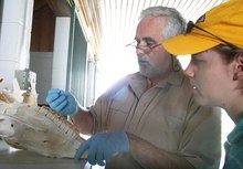 Jack Easley, DVM and student discussing equine dental procedures