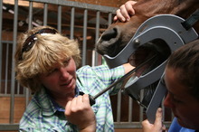 Dr. Ann Wimmer floats teeth as part of her equine veterinary practice