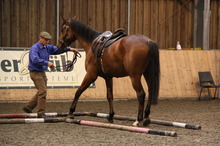 Monty Roberts backing a horse while monitoring stress